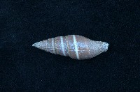 藏品(黑筆螺)的圖片